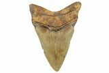 Fossil Megalodon Tooth - North Carolina #328426-2